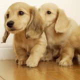 拥有萌狗设计师