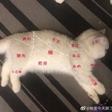 莫名其喵喵喵