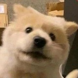 豆友137324069