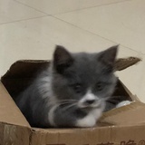 茶浸渣九