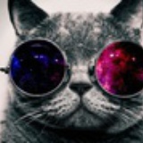 定海神珍的猫