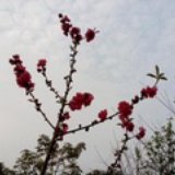 锦瑟