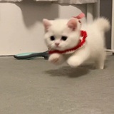 左右不分^._.^ฅ