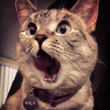 一只猫咪