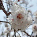 麦芽糖