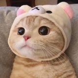 一尾鱼