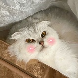 风筝与风