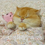 兔耳兔耳