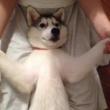 Husky好可爱
