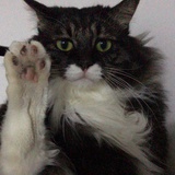 黑狗