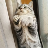 Kaki