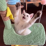 锤锤不是锤