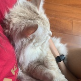 没吃手手