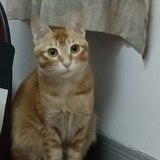 叉烧包