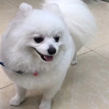第八日的蝉