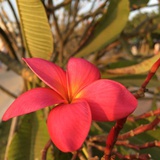 红豆