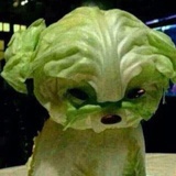 大白菜