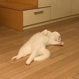 陈州放粮小包拯