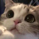 尔