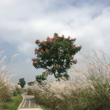 倚窗听雨