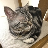 叶毛毛