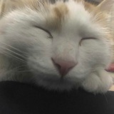 等腰三脚猫