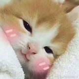 前进的23333