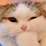小羊