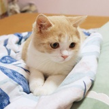 ゜禅弦