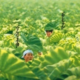 迟钝的生物反应