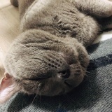 米琪