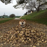 木木