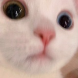 嘟嘟