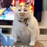 耶