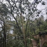 雪雨探花
