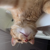 袜子