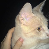 捕梦阿笑酱
