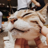 吼吼