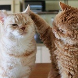 碧绿诱猹者