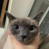 王qingqing