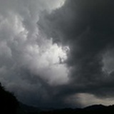 牛奶树根