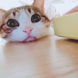 咕噜喏喏