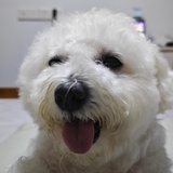 格子