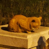 此系