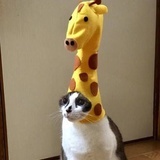 企鹅宝宝