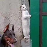 圈圈圆圆喵