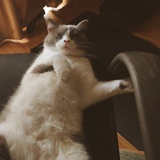 粥粥
