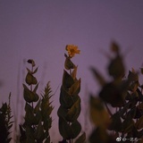 小灯