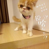 甜梦