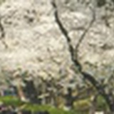 故纸堆里的阳光